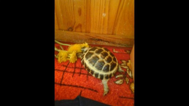 Мой питомец) смотреть онлайн