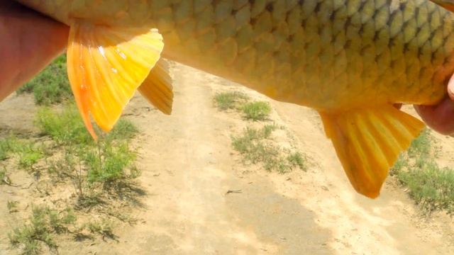 РЫБАЛКА ПОСЛЕ НЕРЕСТОВОГО ЗАПРЕТА. САЗАН В ЗАЧЕТЕ.РЫБАЛКА В ДАГЕСТАНЕ. КИЗЛЯРСКИЙ РАЙОН. смотреть онлайн