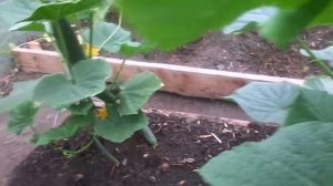 Выращивание огурцов в теплице без пасынкования в начале июля  Обзор по сортам.