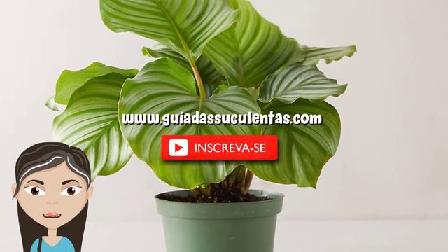 Calathea Orbifolia: Um Guia Completo Desta Planta смотреть онлайн