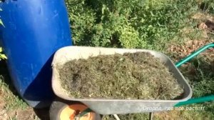 ВАЖНЕЙШАЯ подкормка малины  Чем, когда и как.mp4
