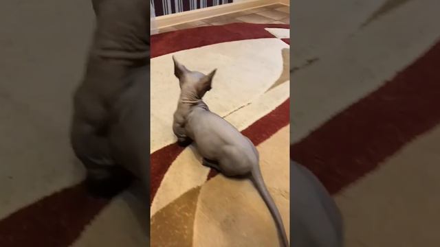 Котенок Бамбино смотреть онлайн