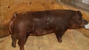 Разведение свиней дюрок как бизнес идея | Порода свиней Дюрок | Поросята дюрок