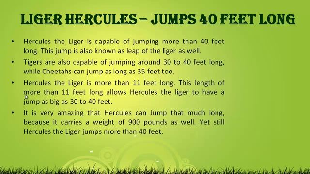 Liger Hercules Jumps 40 Feet Long смотреть онлайн