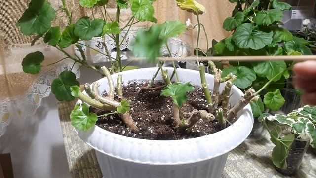 Что делать осенью для ПЫШНОГО ЦВЕТЕНИЯ Пеларгонии Летом??? смотреть онлайн