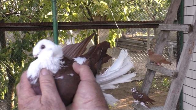 Сельские голуби. 6 09 2021г, посёлок Передовой. В гостях у Евгения Александровича. смотреть онлайн