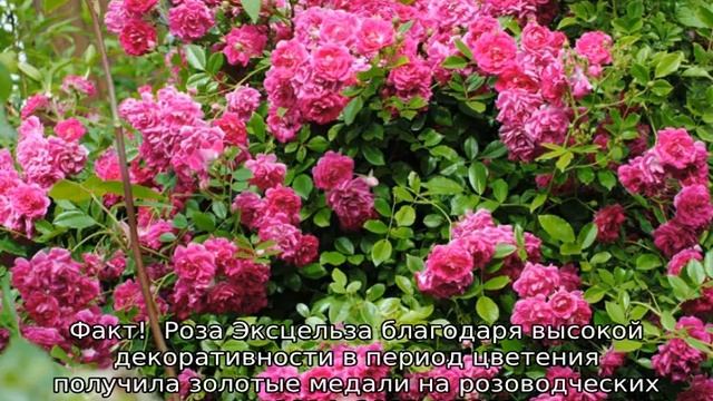 Роза Эксцельза смотреть онлайн