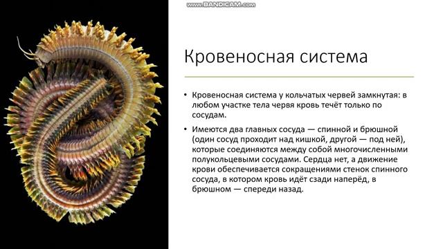 7 класс Тип Кольчатые черви Кольчецы Класс Многощетинковые черви Полихеты смотреть онлайн