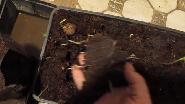 Грецкий орех Белгородская область часть 5 #грецкийорех смотреть онлайн