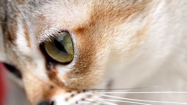 Редкие породы кошек