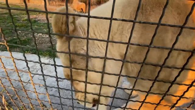 Как белый лев неожиданно ПСИХАНУЛ на друга! смотреть онлайн