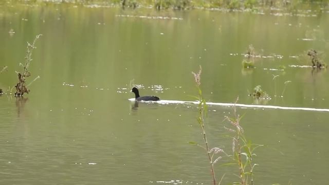 Всё уже решено: квартиру завещаю племяннице доживаю свой век в одиночестве. Аудио рассказы