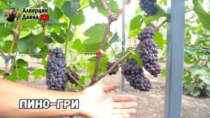 ?Обзор технических  сортов винограда.?