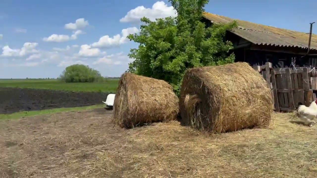 Посадка картофеля под трактор смотреть онлайн