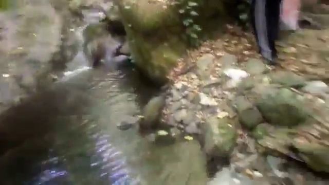 Древесный ГРИБ tree fungus смотреть онлайн