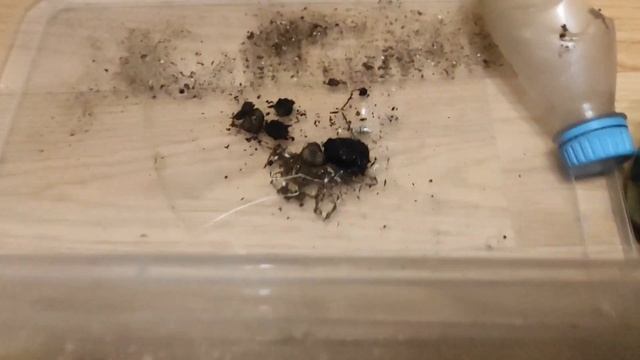 Новый АДЕНИУМ прибыл ОБЗОР сеянцев адениума #адениум #adenium