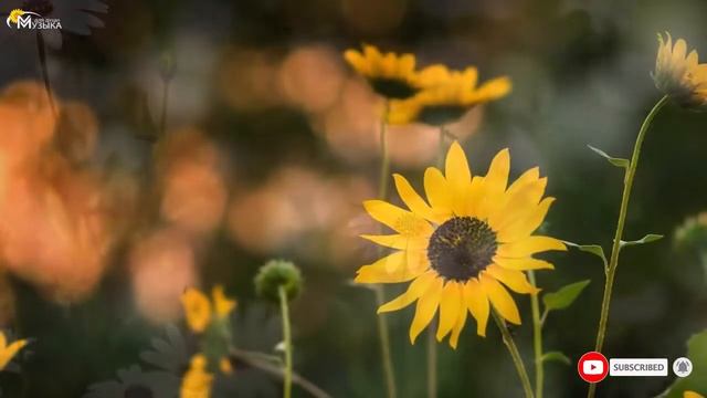 Потрясающе красивая музыка для души и умиротворения! Красота роз притягательна,странно притягательн смотреть онлайн