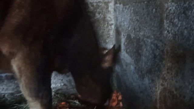 #джерсейская порода !!!??? теленок джерси от Давида ?❤️ смотреть онлайн