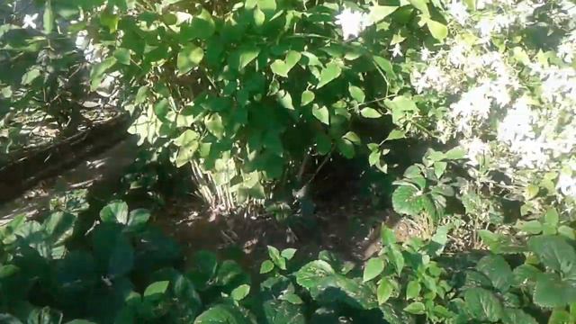 Цветущий куст смотреть онлайн