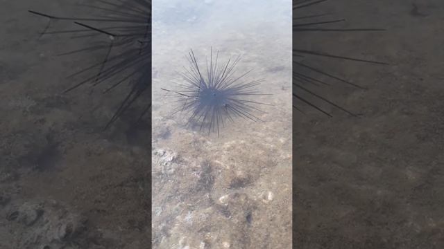 Как передвигается морской ёж Sea urchin is moving смотреть онлайн