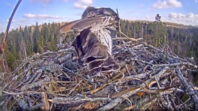 Iiris spent most of the day on the nest moving branches. Hard work. 16-04-2022. Estonia. смотреть онлайн