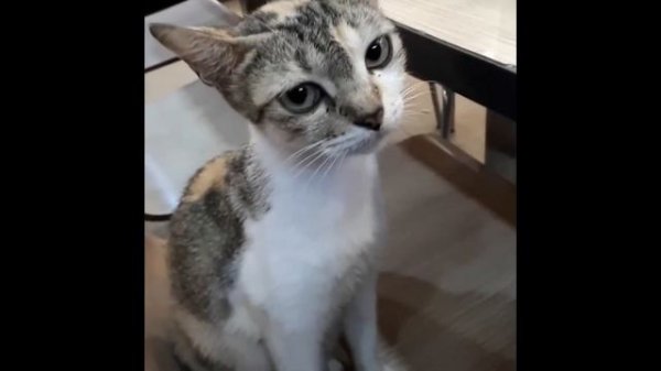 Котики Грустят Sad Cats Грустный Котик  | МурКотики 4