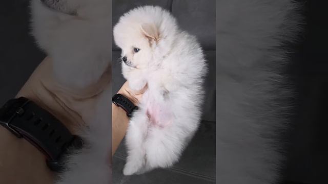 Великолепная 💎КОКО💎 девочка померанский шпиц. смотреть онлайн