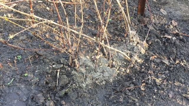 Уход за клематисами ранней весной.. Чем подкормить! Чем обработать!