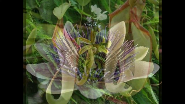 Экзотические растения смотреть онлайн