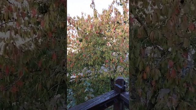 Lagny sur Marne - les coteaux смотреть онлайн