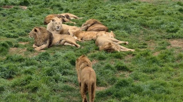 Кучерявая грива! Тайган Life of lions in Crimea смотреть онлайн