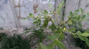 Формирую вербу на штамб. Принесла с болота, окультурила для парка.