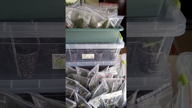 Укоренение листьев! Подготовка к следующему сезону продаж. Теплички смотреть онлайн