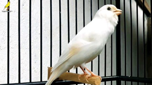 Gloster Canary Singing !! Canary Bird Song