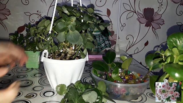 Комнатные цветы. смотреть онлайн