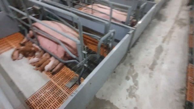 Рождение поросят , поросята маленькие разных пород , поросята дюрок смотреть онлайн