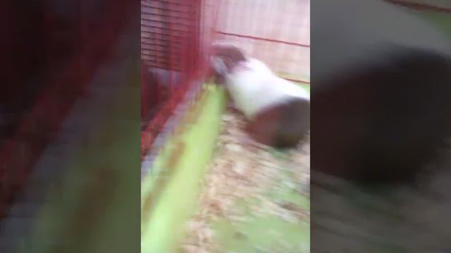 Какое животное вам завести? смотреть онлайн