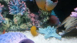 ЖЕСТЬ!!!РАК И УЛИТКА ПОЖИРАЮТ РЫБКУ ДАНИО 18+