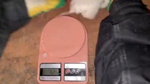 Перепел Белый Гигант в 45 день жизни, от супер производителей породы. Результаты взвешивания.