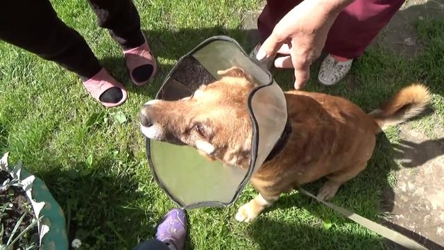 6 соток 2 июля. На прогулку по дачному "бродвею"... смотреть онлайн