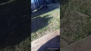 Корыто для поросят руками женщины...