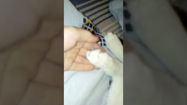У моего котёнка рана из за кота смотреть онлайн