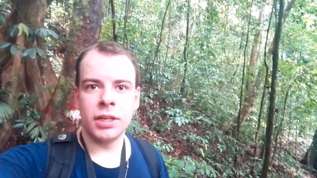 Борнео — Гунунг Гадинг — Серия 9 — Жизнь в джунглях смотреть онлайн