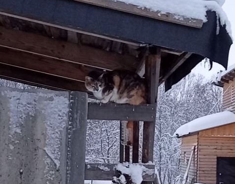 Кошки охотники смотреть онлайн