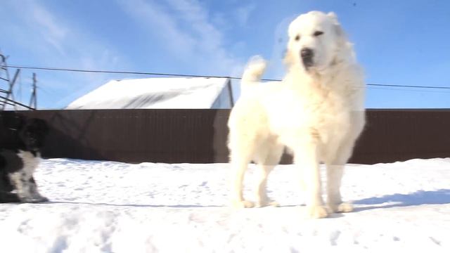 Среднеазиатские овчарки питомника ТИМЕРТАШ - март 2017 (+79048881825) смотреть онлайн