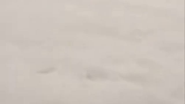 Переводчик на собачий язык смотреть онлайн