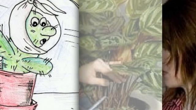 Почему у КАЛАТЕИ сохнут и скручиваются листья. Что делать? смотреть онлайн