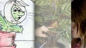 Почему у КАЛАТЕИ сохнут и скручиваются листья. Что делать?