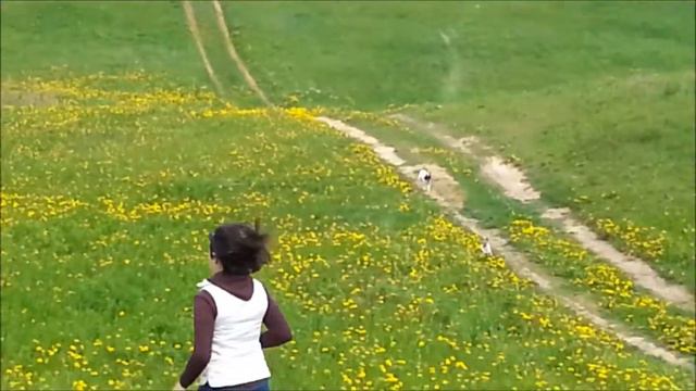 Той-фокстерьеры на тренировке по курсингу 31.05.2015 смотреть онлайн