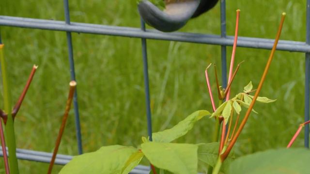 Okapi in 5minutes　- Journey into Okapi's World - смотреть онлайн